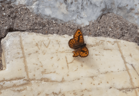 Butterfly in spring with melting ice